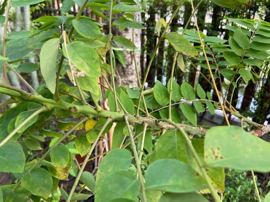 Phyllanthus 20