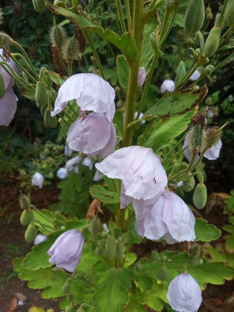 Meconopsis