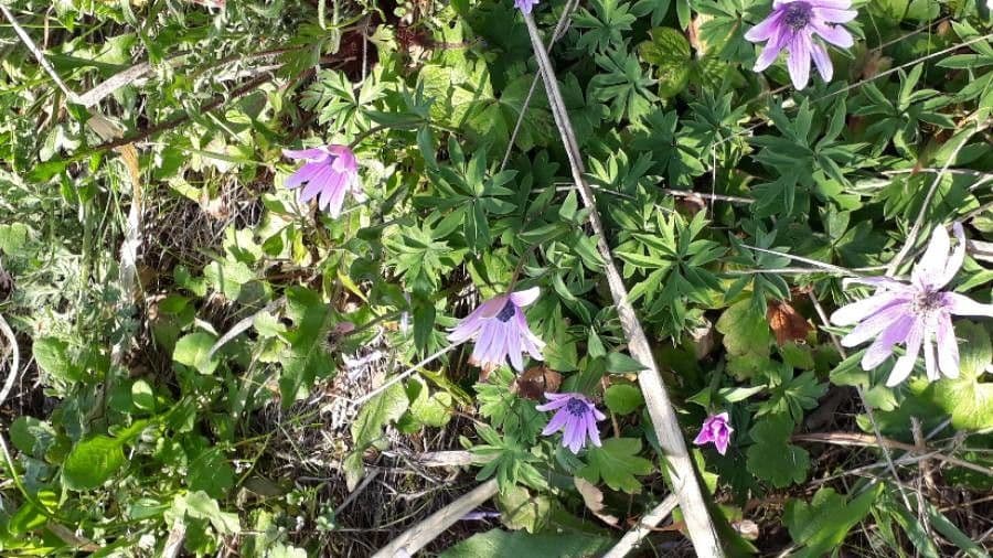 Anemone dei giardini 8