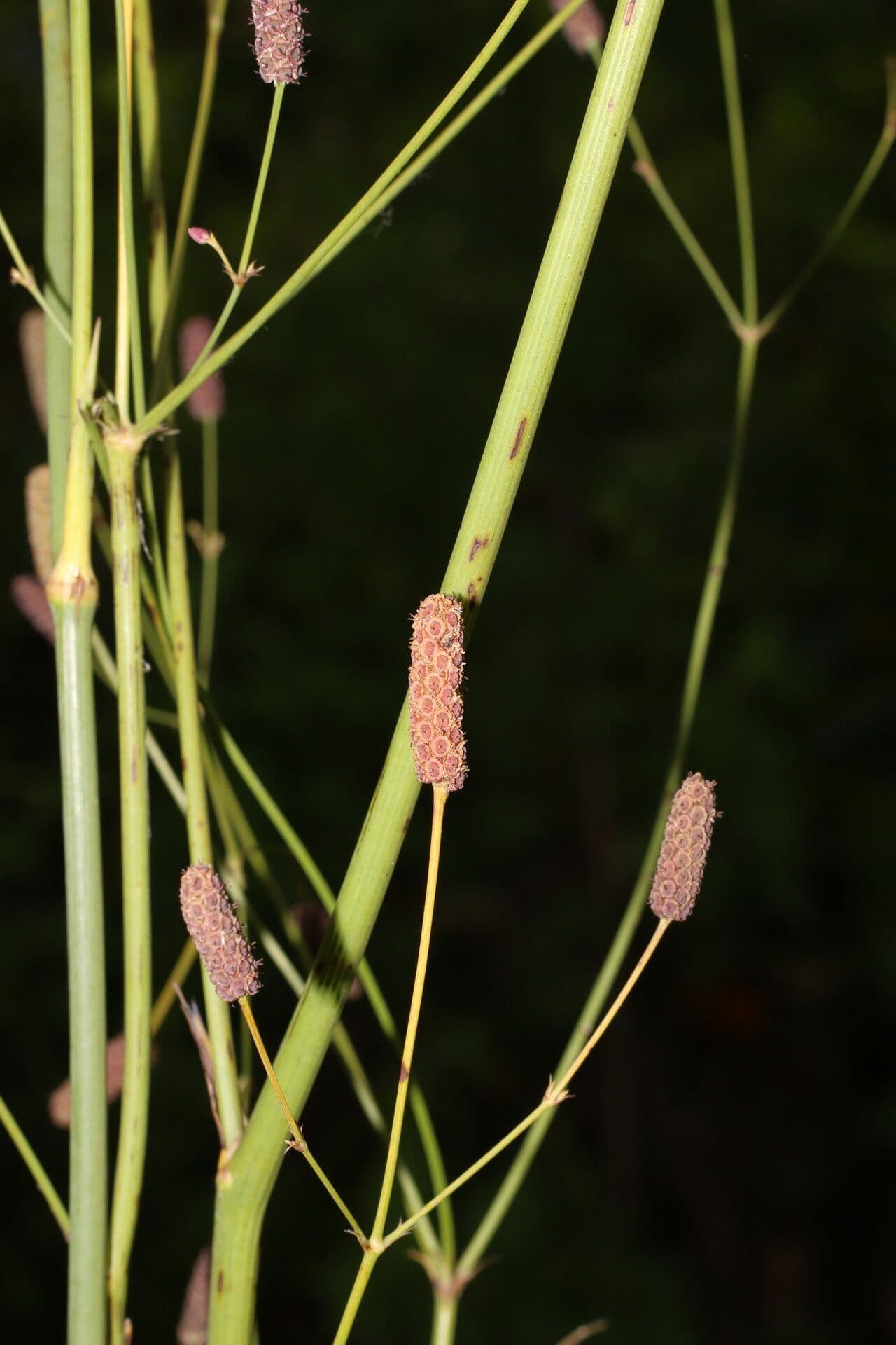 Panicaut sans bractées