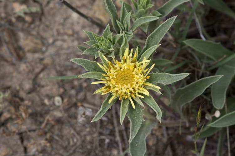 Pyrrocoma carthamoides