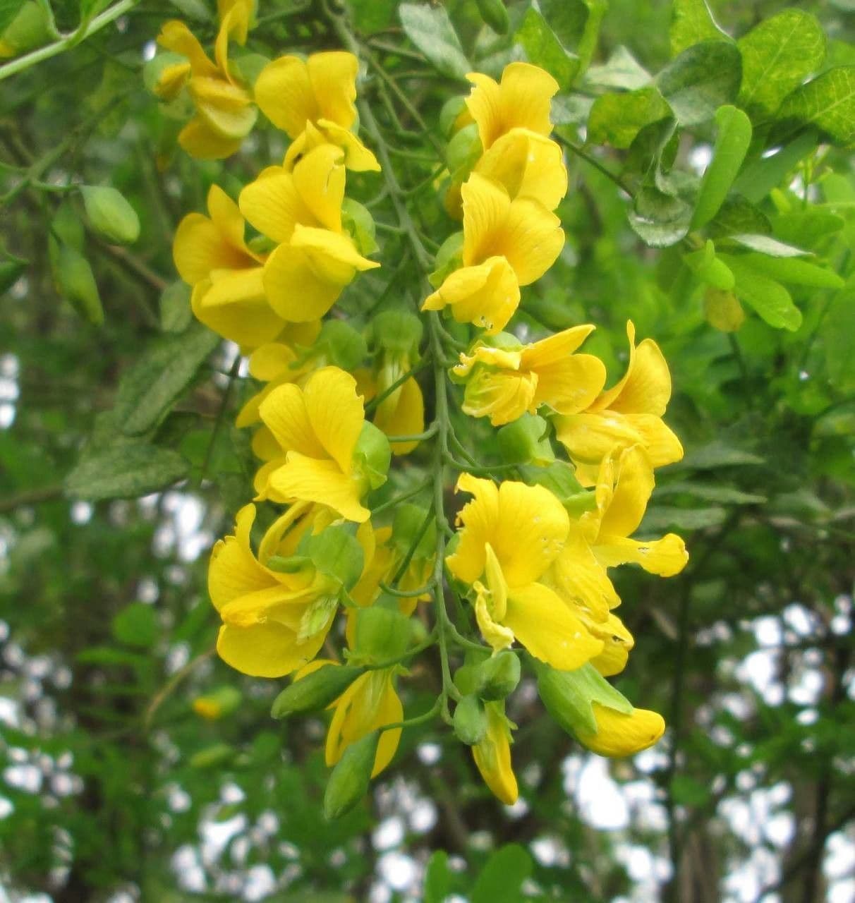 Calpurnia aurea 8