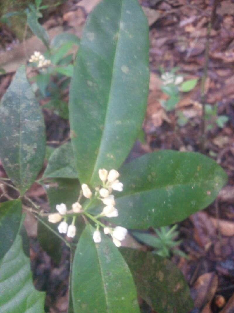 Simaba 5