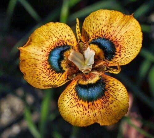 Moraea villosa 3