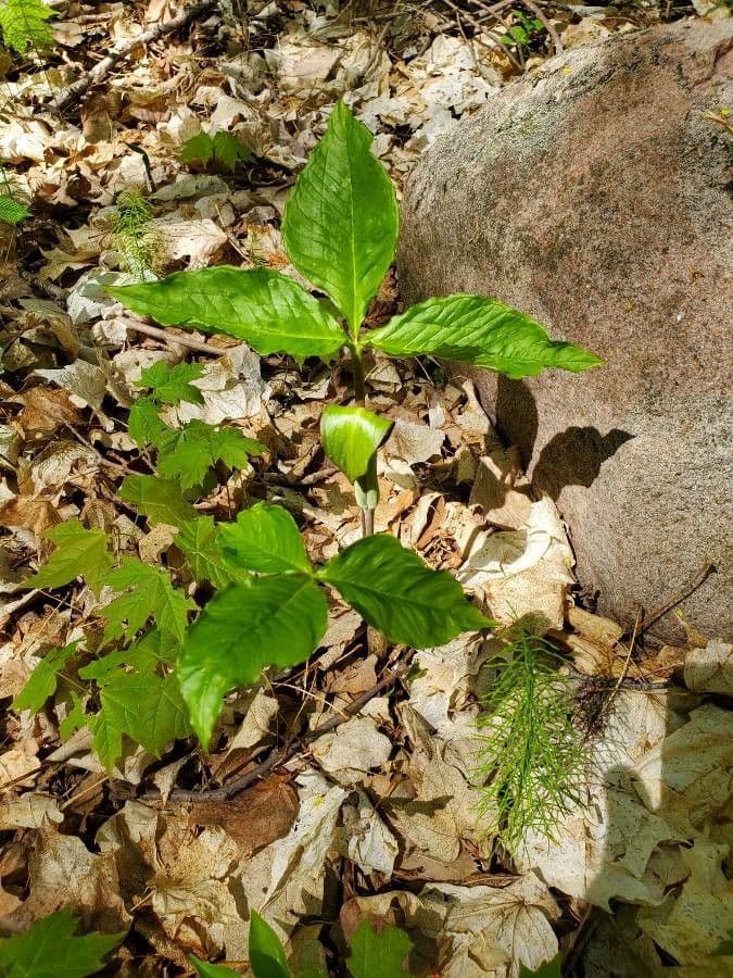 Arisema trójlistna 16