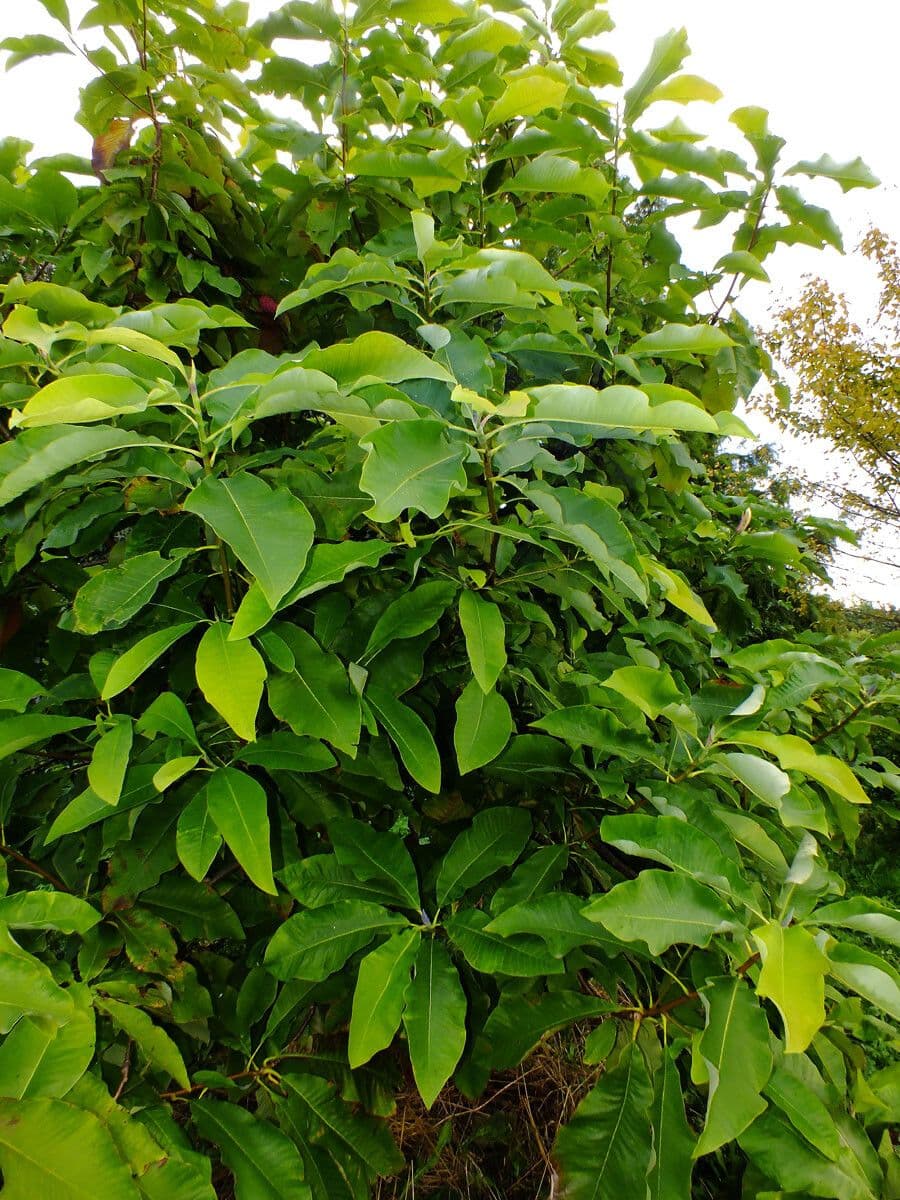 Magnolia a ombrello 20