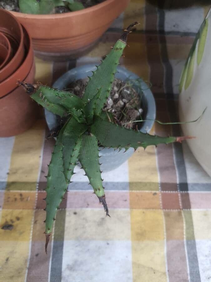 Aloe