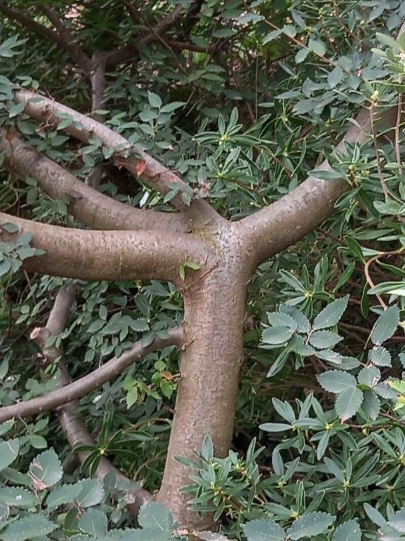 Zelkova cretese 11