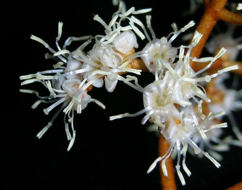 Miconia punteggiata 6