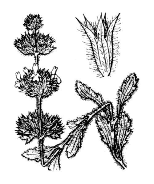 Sideritis hirsuta 23