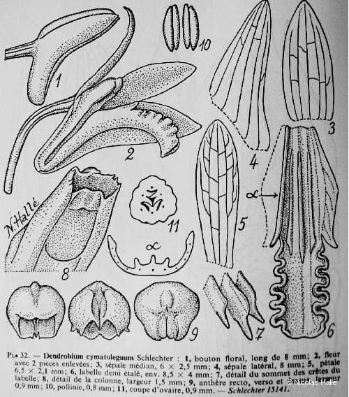 Dendrobium 14