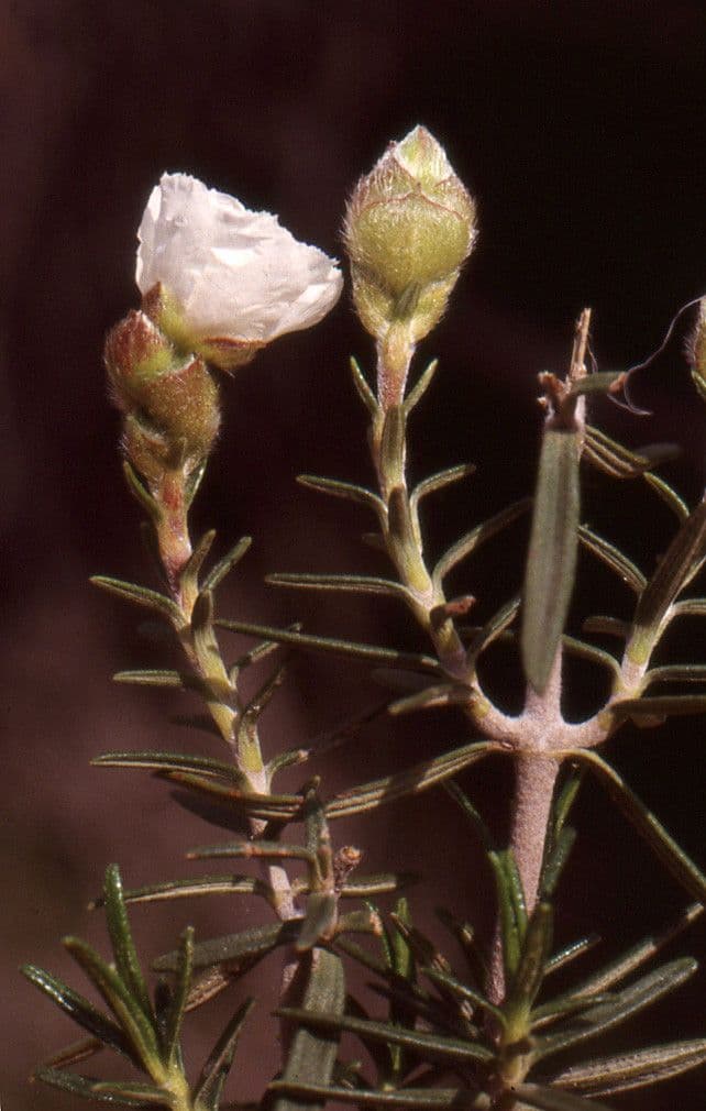Cistus 14