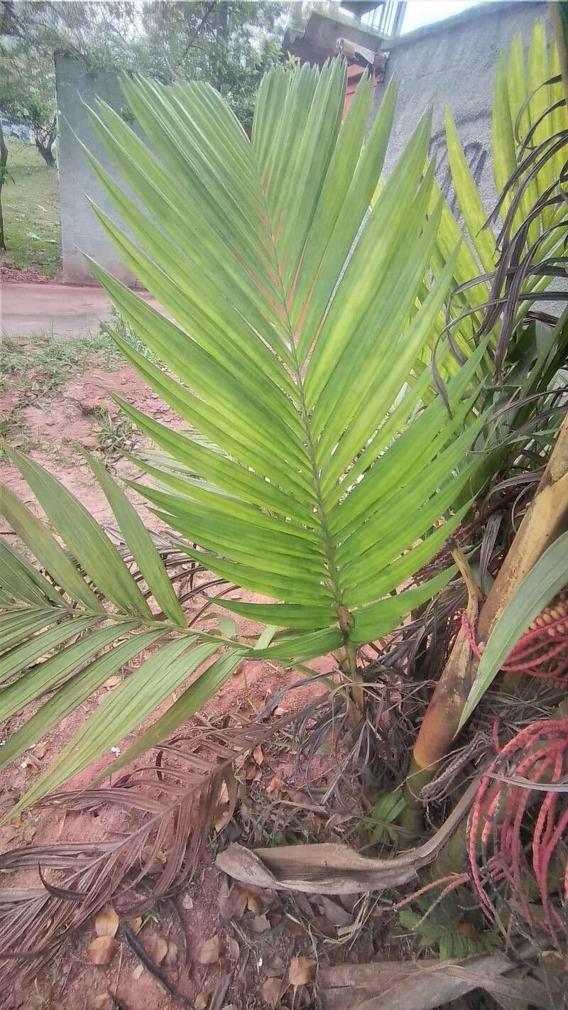 Areca 16