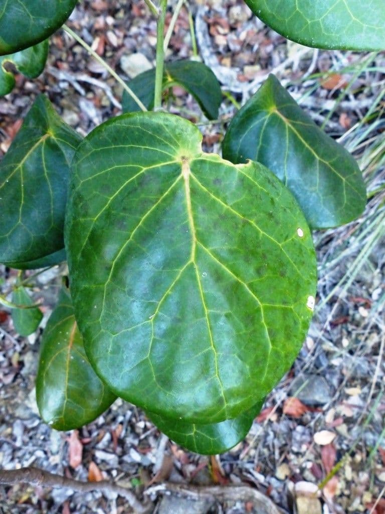 Phyllanthus 9