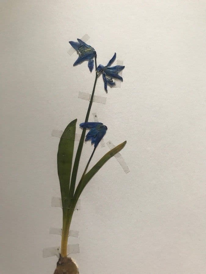 Scilla siberica 15