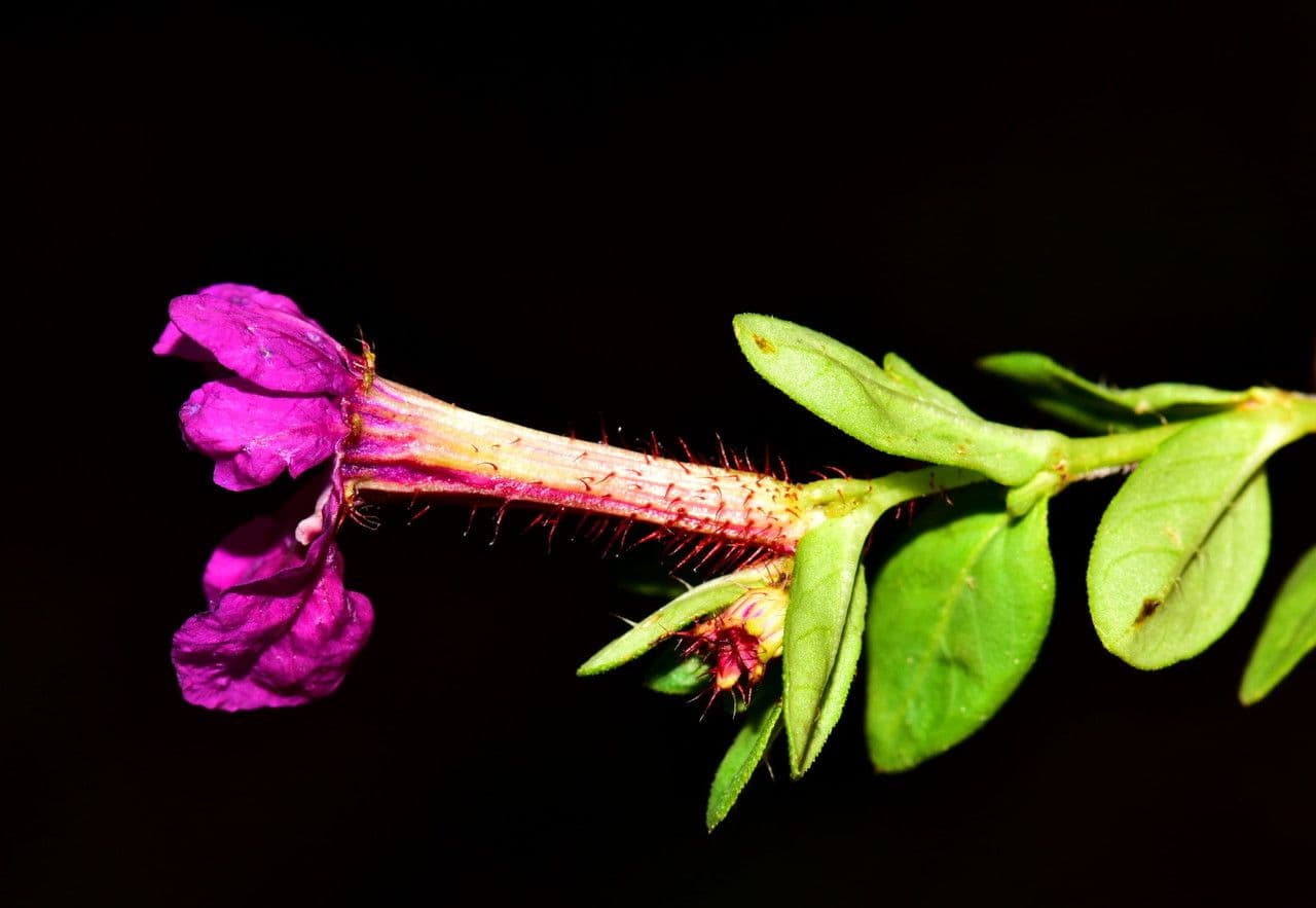 Cuphea viscosissima
