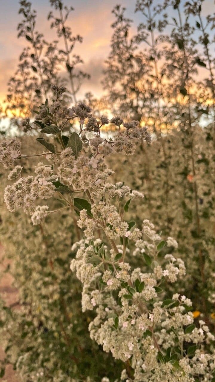 Bystropogon 5