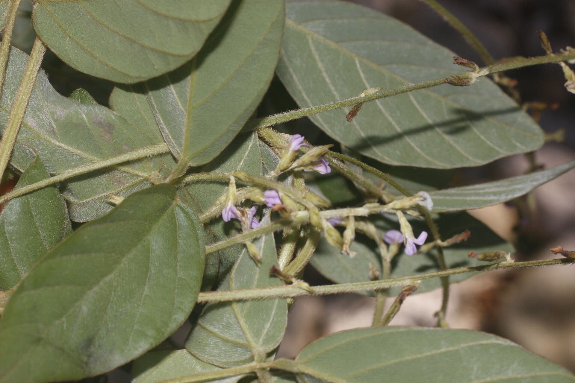 Teramnus uncinatus 7