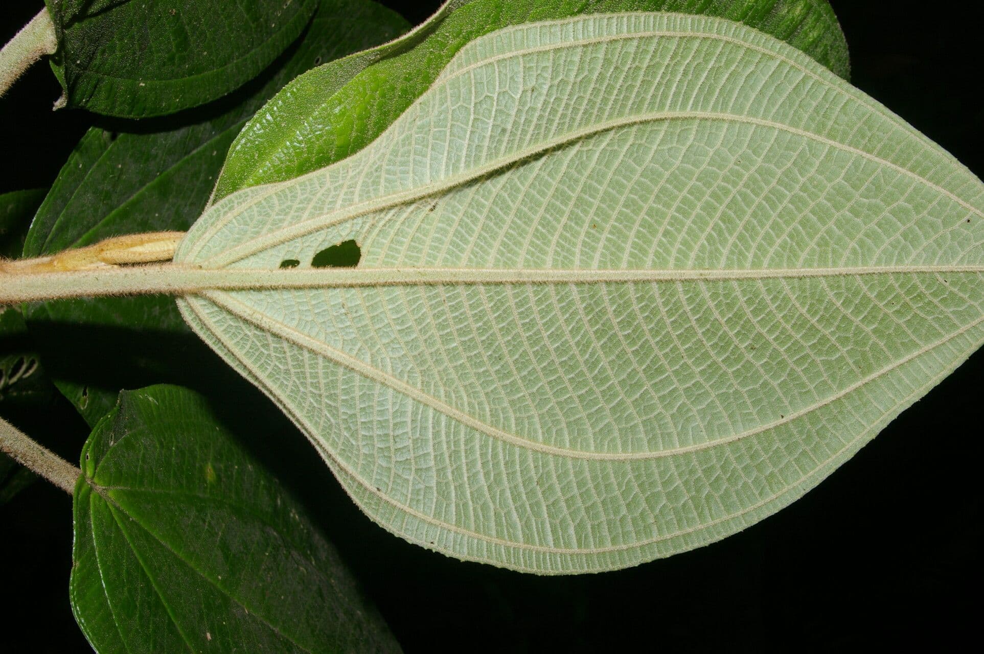 Meriania 3