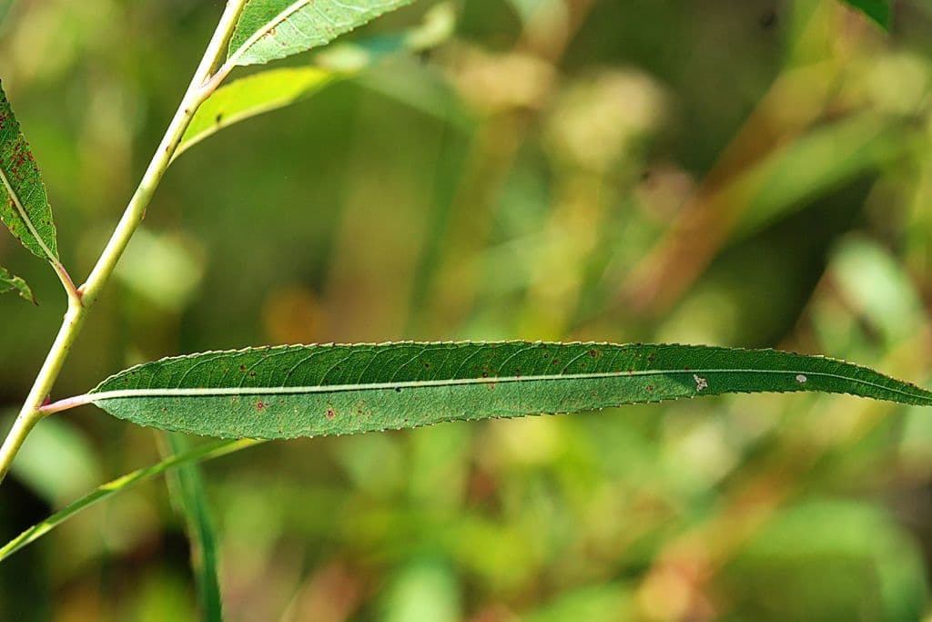 Ludwigia alternifolia 17
