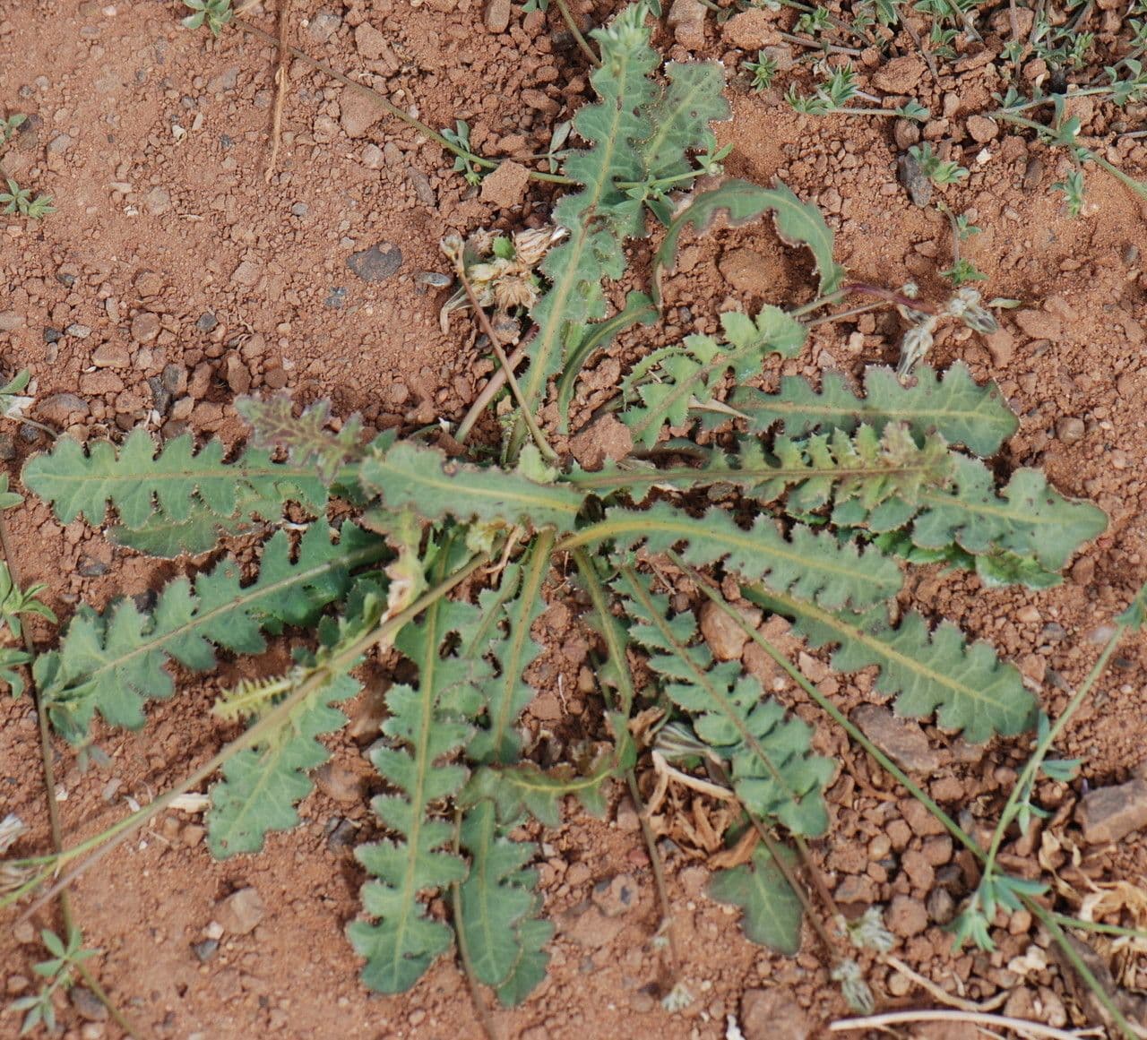 Launaea 10