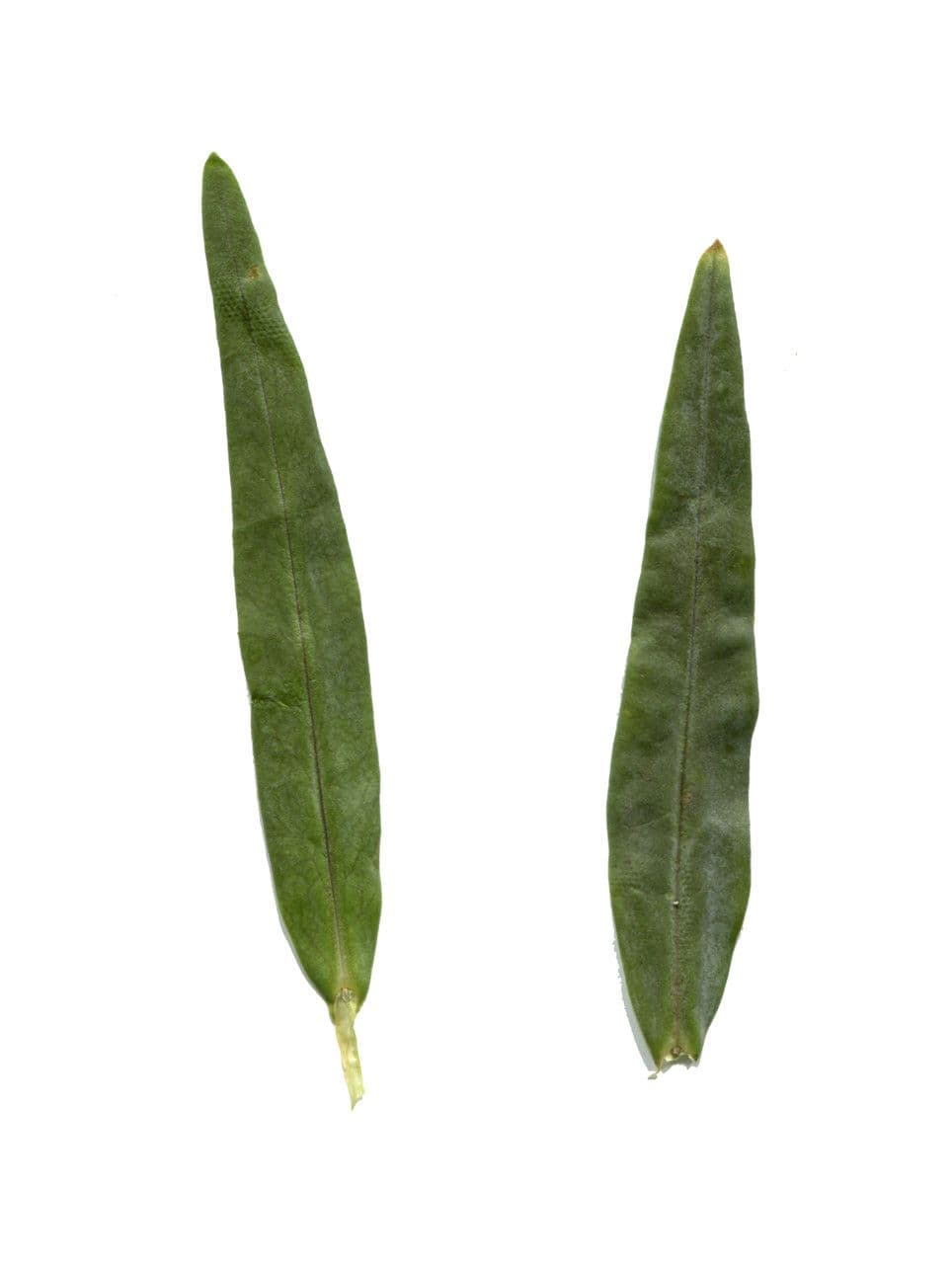 Erba lucciola 24