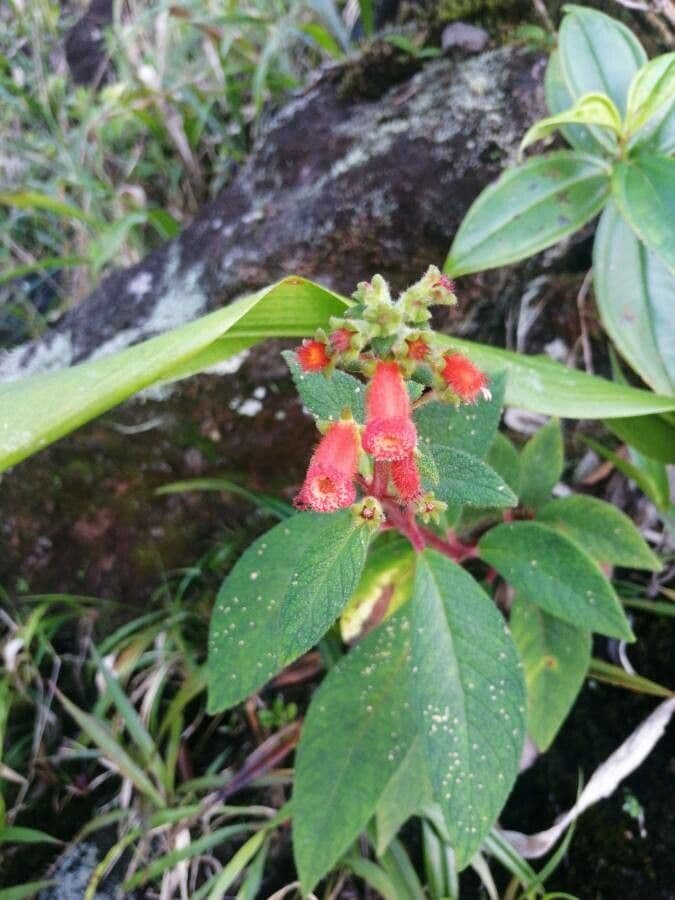Kohleria spicata 13