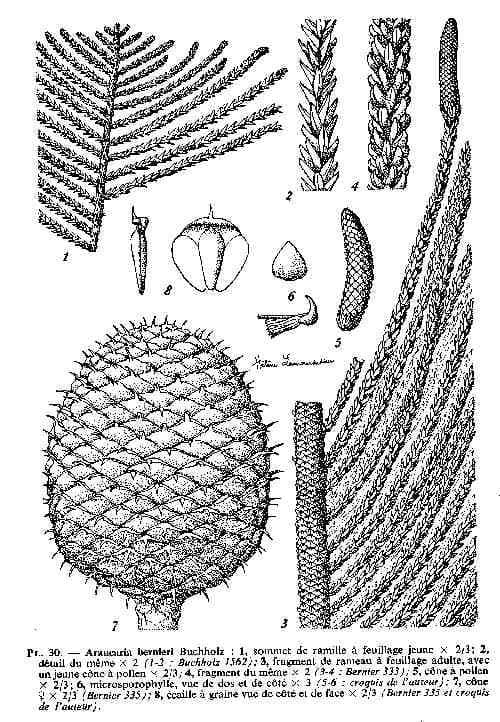 Araucaria 10