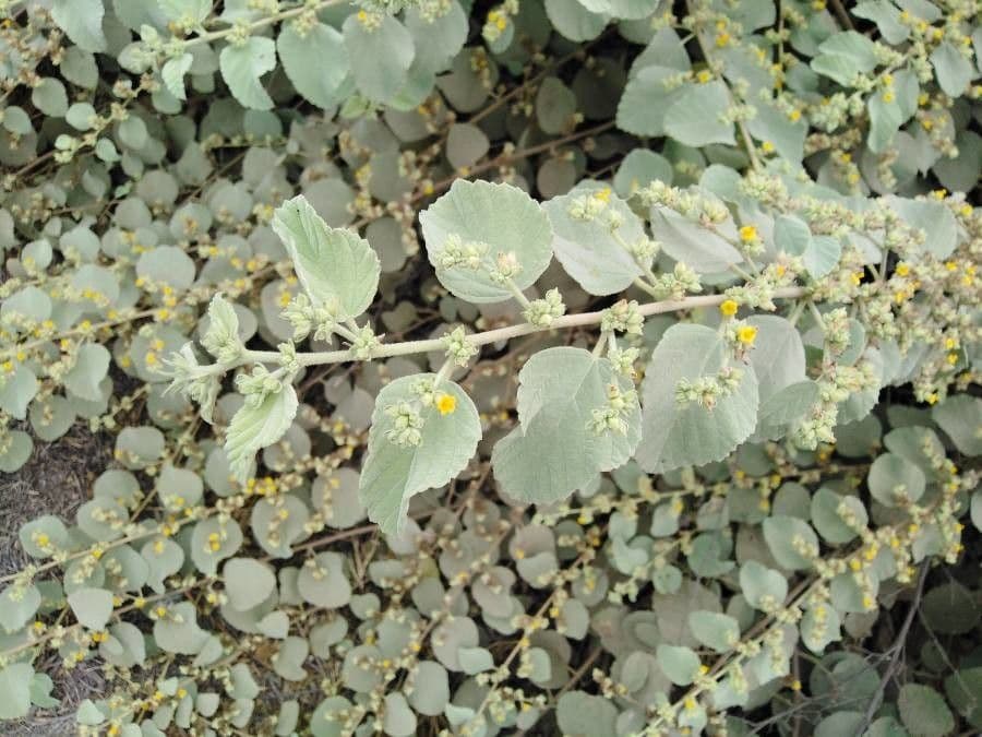 Eiförmigblättrige Waltheria 9