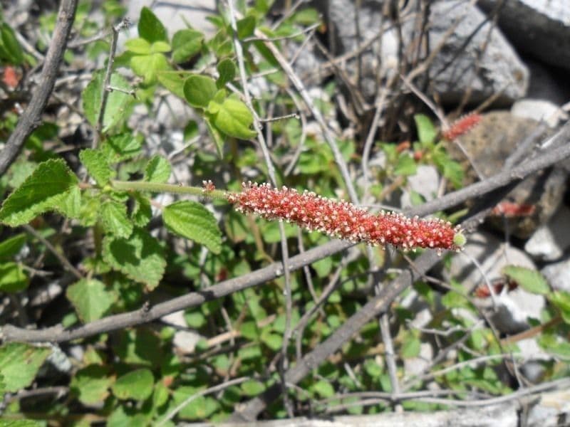 Acalypha monostachya