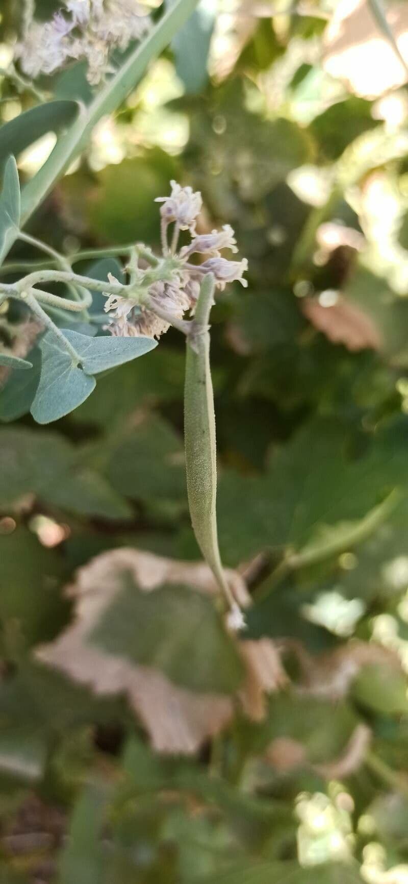 Oman 5