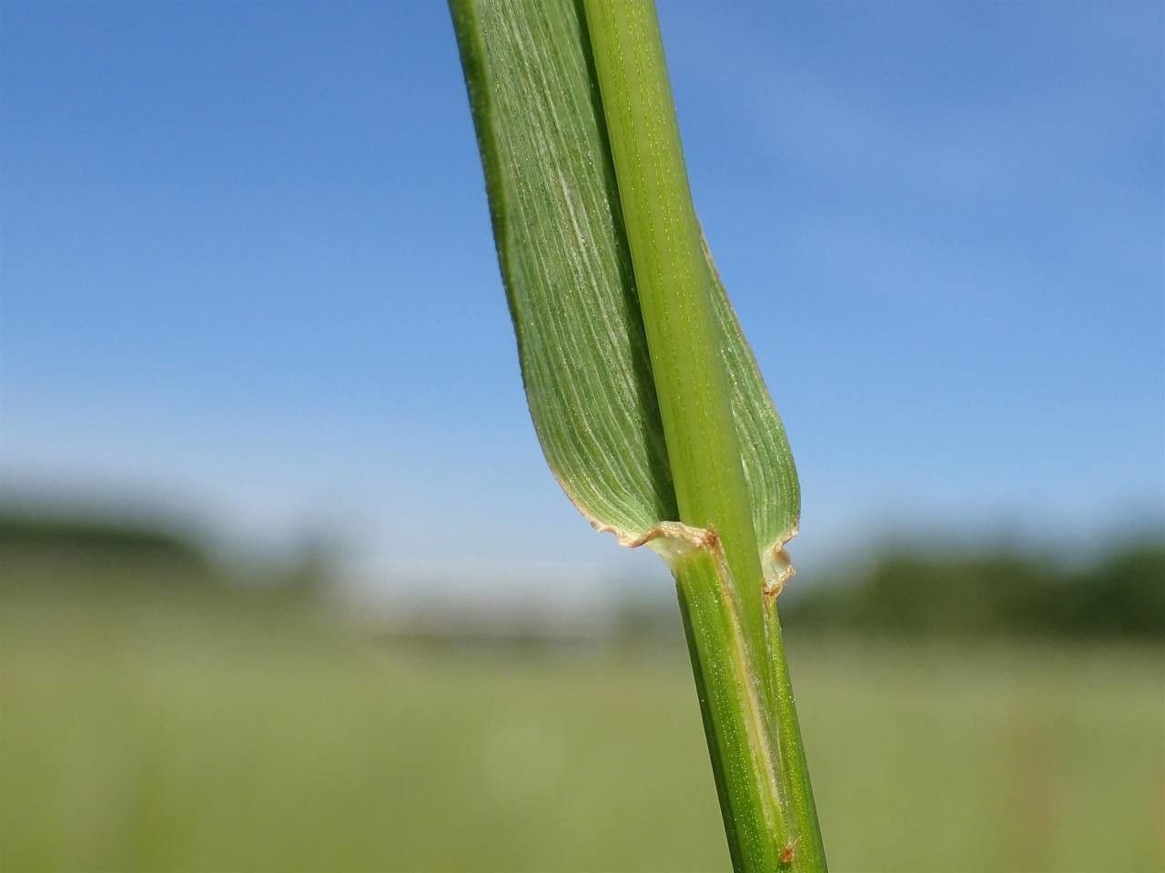 Festuca dei prati 20