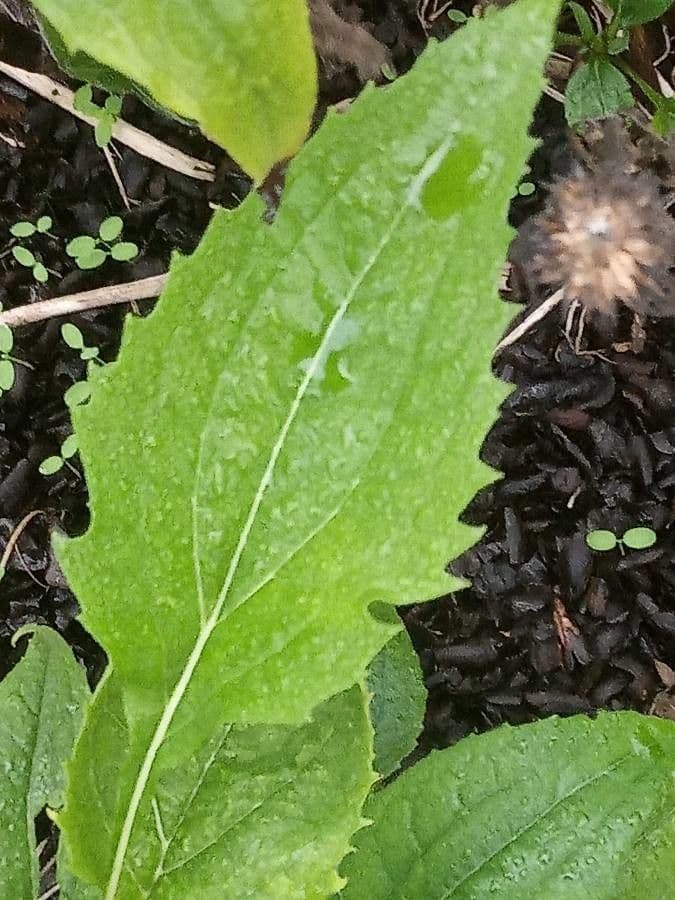 Echinacea del Tennessee 16