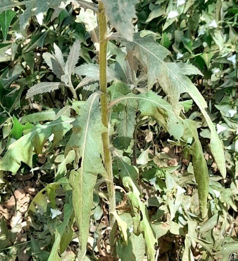Senecio pterophorus 18