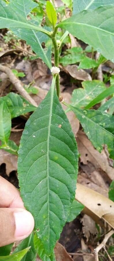 Struchium 12