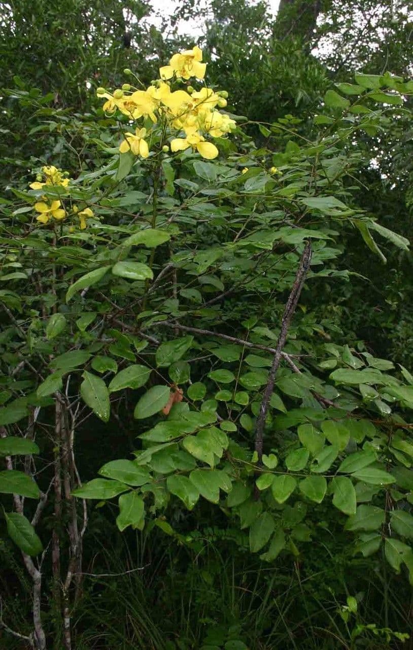 Cassia 2