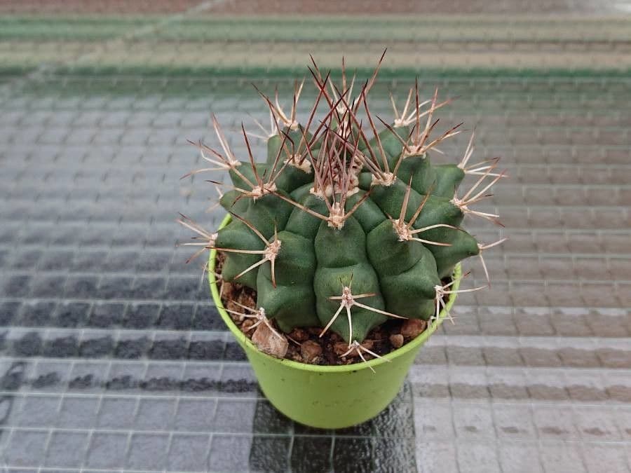 Gymnocalycium 8