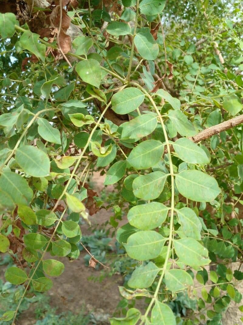 Marula 16