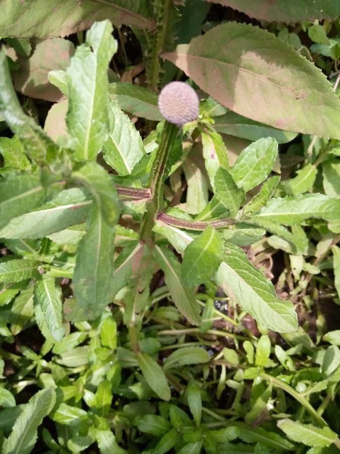 Sphaeranthus suaveolens 12