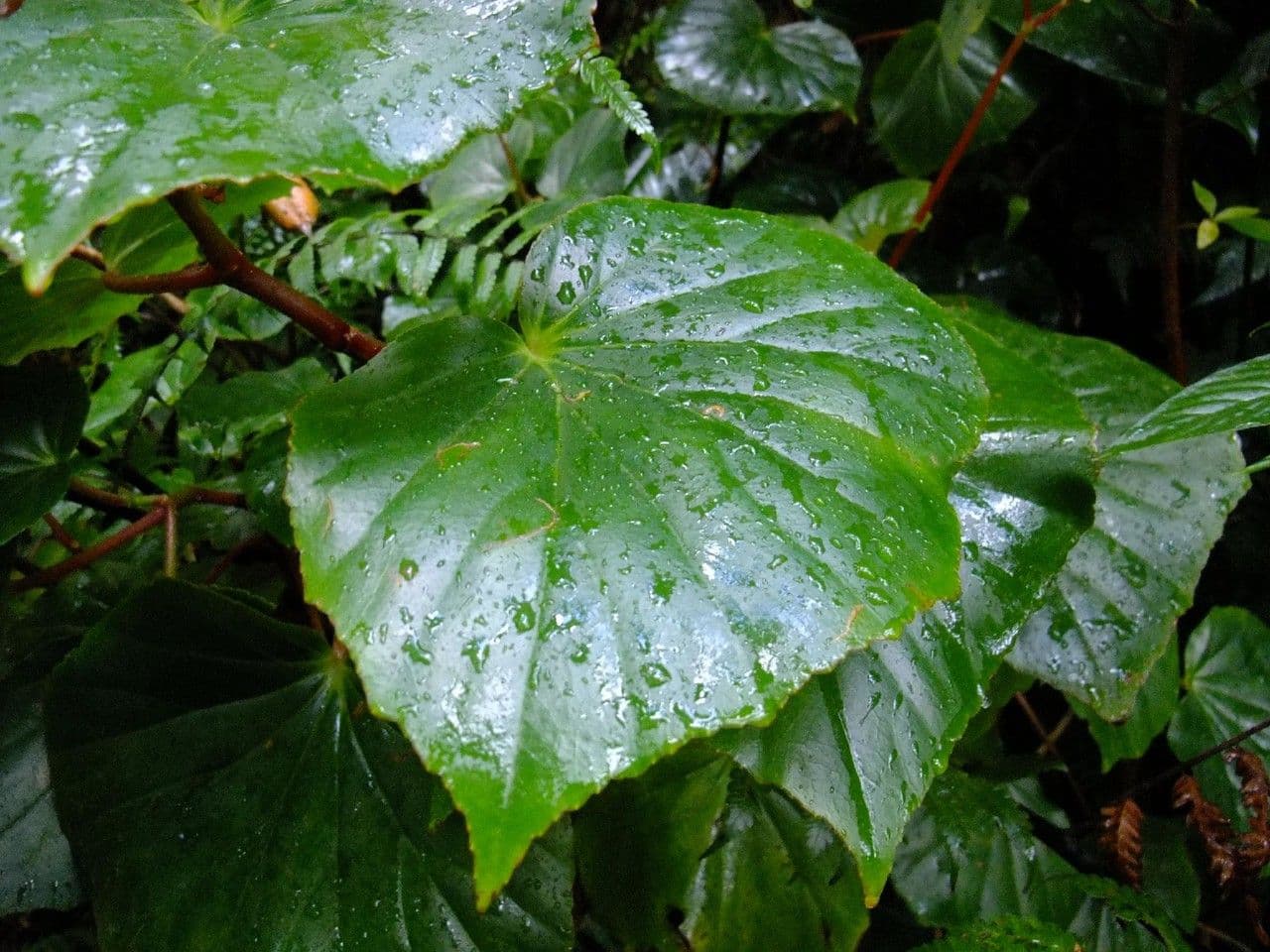 Begonia 12
