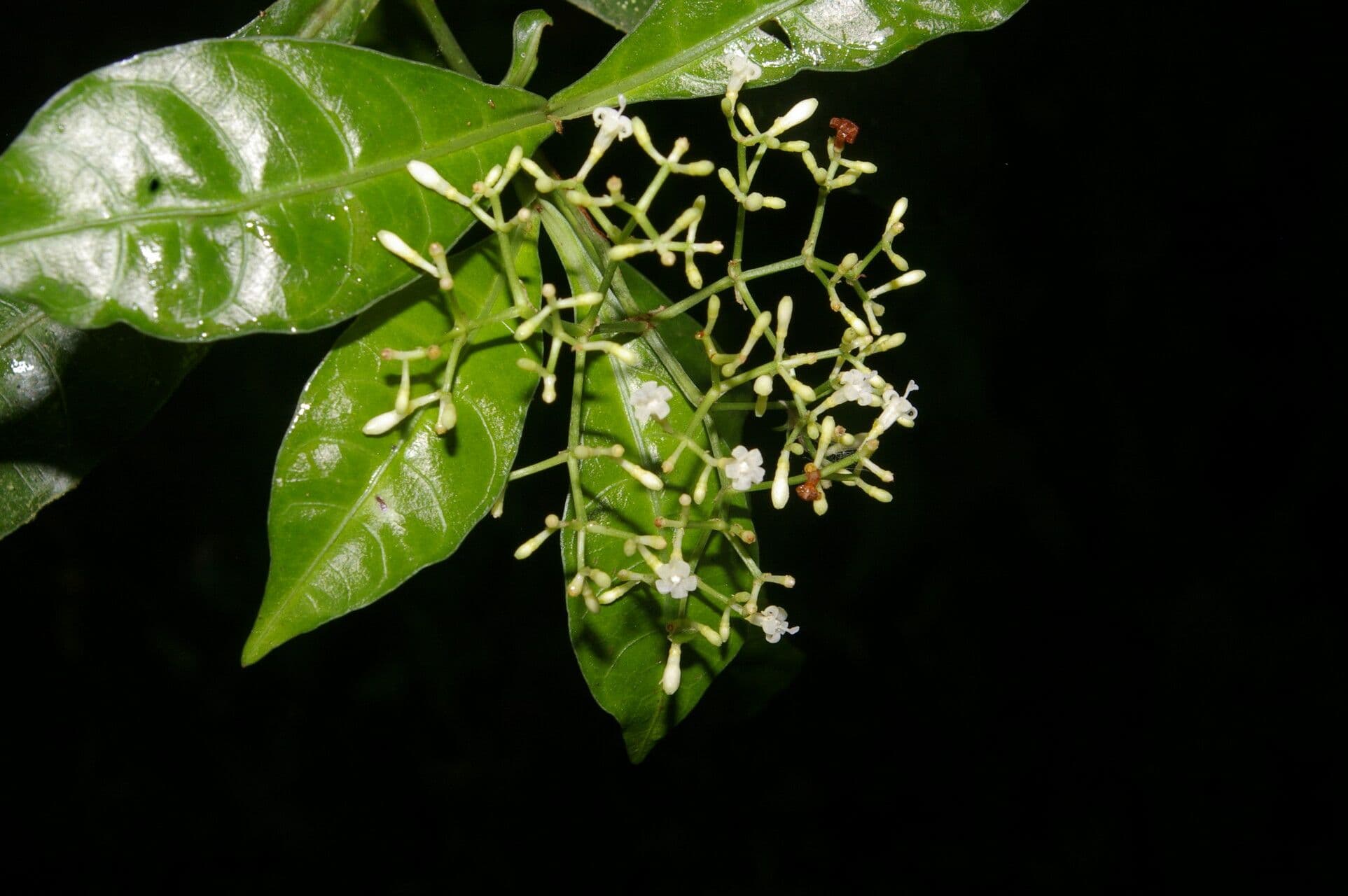 Psychotria 5