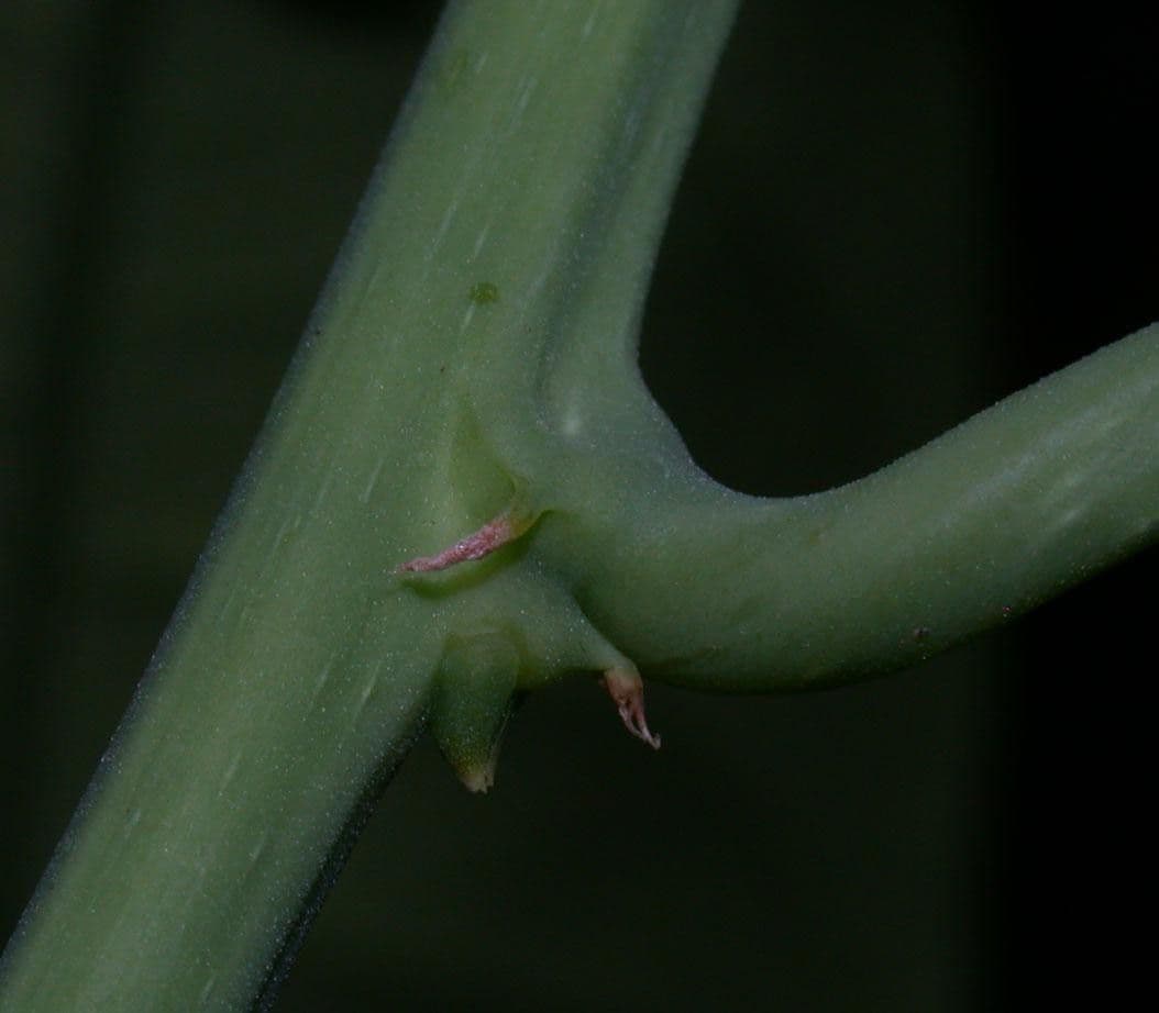 Passiflora 14