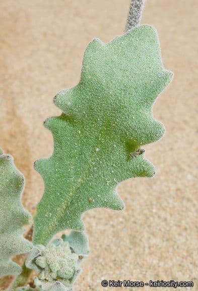 Dithyrea californica 16