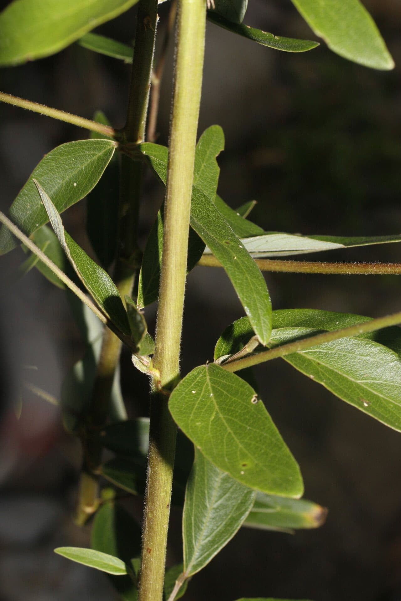 Desmodium cajanifolium 12