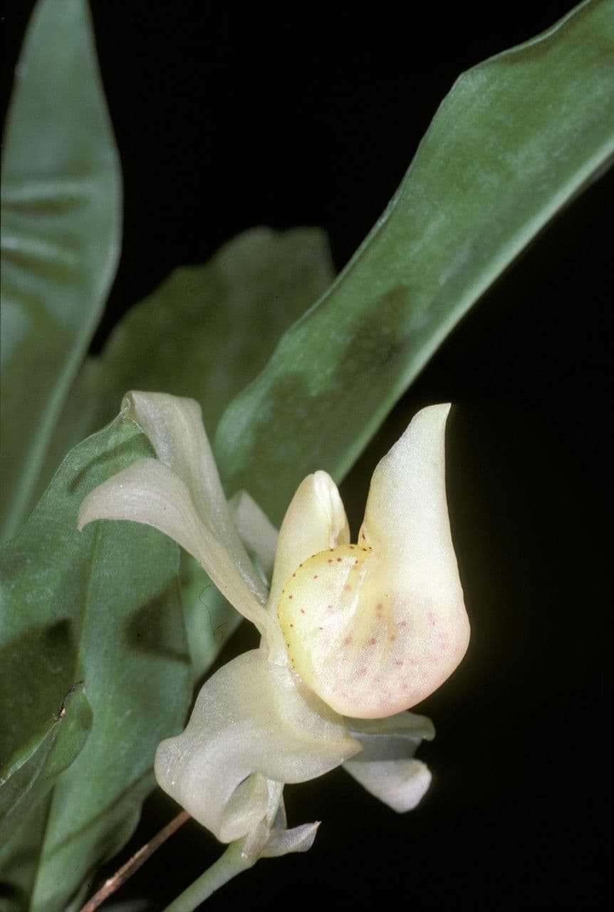 Stenia
