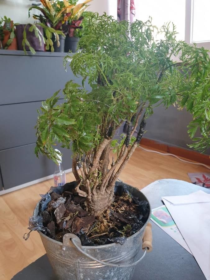 Aralia 15