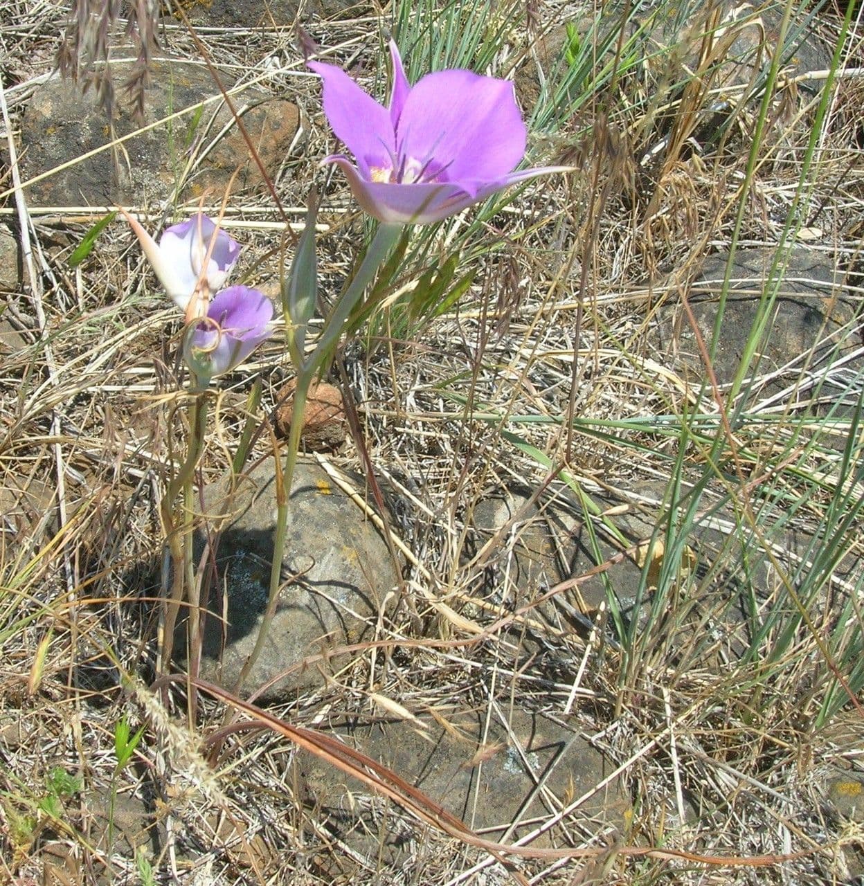 Calochortus macrocarpus 8