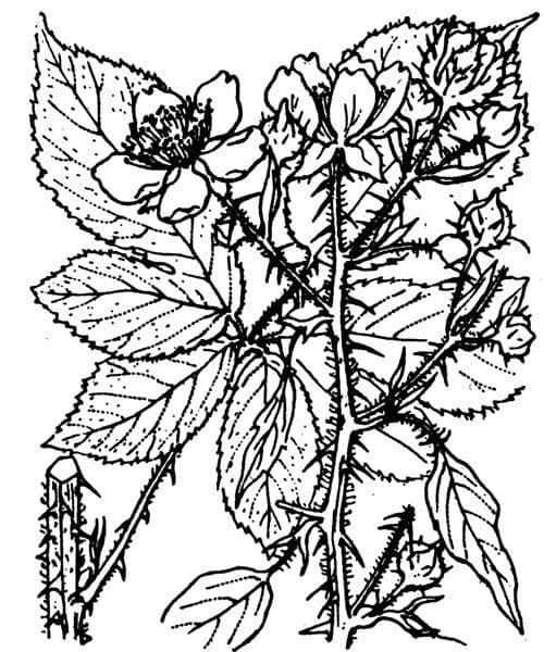 Rovo