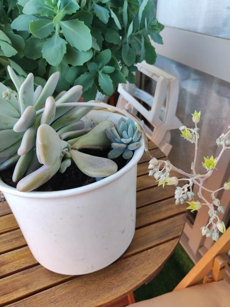 Pachyphytum 23
