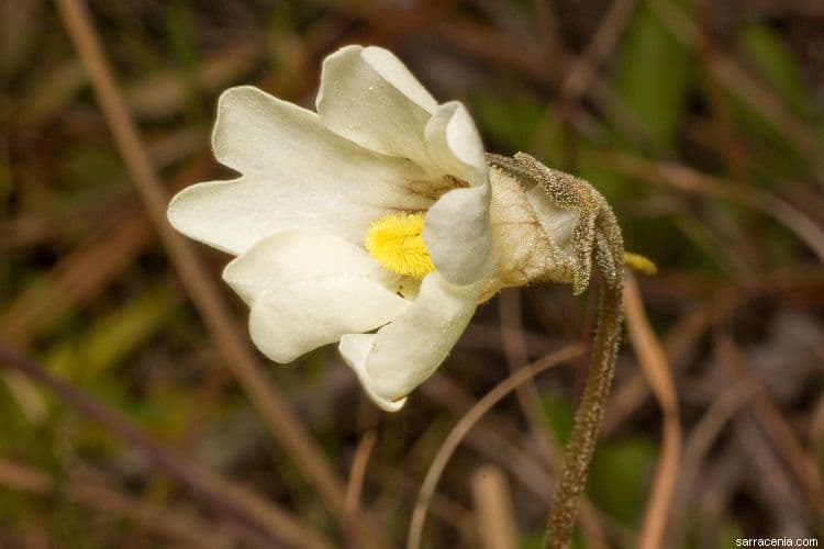 Pinguicula lutea 3